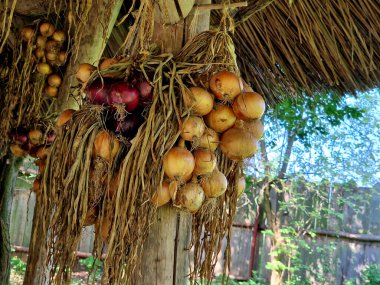 drying kitchen garlic in a bundle under the barn roof. hanging roots down. white peels protect onions. the chef uses it in meals clipart