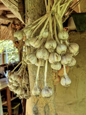 Mutfak sarımsağını ahırın çatısının altında kurutmak. Kökleri sarkık. Beyaz kabuklar soğanları korur. Şef yemeklerde kullanır.