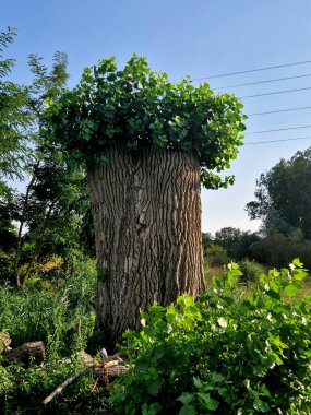 Bir yıl önce bir ağaç uzmanı siyah bir kavak ağacını kesmiş. Ana dallar elektrikli testere ile kesilmiş ve kesilmiş. Bir sürü yeni filizler, çubuk dalları büyüdü, düzeldi.
