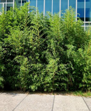 flowerbed with bamboos in an outdoor atrium mulched by gray gravel. small and large evergreen plants in clumps, white tiles floor clipart