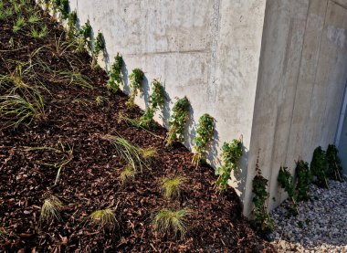 Yaprakların ucundaki klipslerle sarmaşıklar düzgün beton duvarlarda büyür. Hedefler her yüzeye yapışır. Çitin gri duvarı, sarmaşığın rastgele dallarıyla süslenmiş.