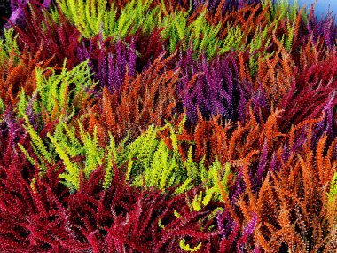 Raftaki Heather 'ın çılgın renkleri. Pastel renkler müşterilerin ve acemilerin dikkatini çeker..