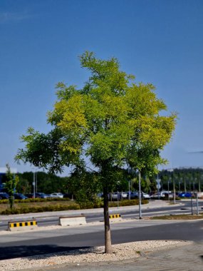 Kamu parkındaki pagoda ağacı tohumlarıyla dolu ağaç, yemyeşil dallar, meyveler, ayrıntı