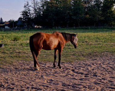protective mask for the horse's head. protects against insect bites and irritation very strongly. annoying flies crawl into the eyes and nostrils. horse's mouth