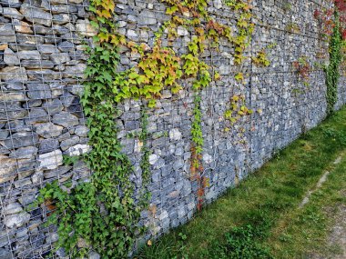 Uzun, büyük ve yüksek Gabion duvarı sarmaşık ile kaplıdır. Bazı yapraklar koyu bazıları ise yeni olanlar açık granit küplerdir.