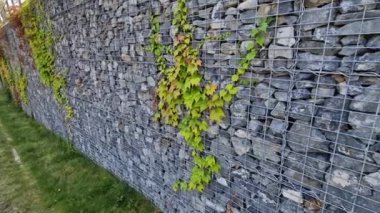 Uzun, büyük ve yüksek Gabion duvarı sarmaşık ile kaplıdır. Bazı yapraklar koyu bazıları ise yeni olanlar açık granit küplerdir.