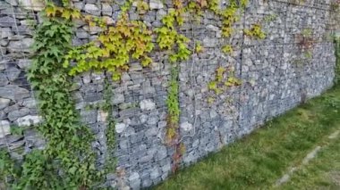 Uzun, büyük ve yüksek Gabion duvarı sarmaşık ile kaplıdır. Bazı yapraklar koyu bazıları ise yeni olanlar açık granit küplerdir.