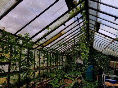 Yeşil kapılı eski serada artık cam yok. Sarmaşıklar büyüyor ve kıyamet yaklaşıyor.