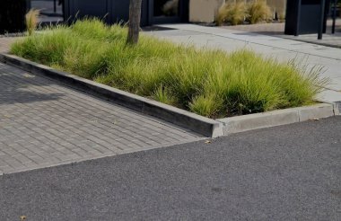 Dar, derimsi, koyu yeşil yapraklardan oluşan, her zaman yeşil çimenler. 60 cm uzunluğunda, yaz aylarında, kemer saplarında, gümüşi-mor çiçeklerin tüylü paniklemeleri.