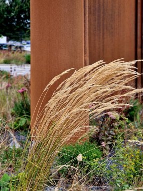 Hudutta çiçek tarlası çelik paslı metal teneke kutu. Devamlı ekilen dikdörtgenler büyümeye devam ediyor. Sonbaharda kuru otlar ve uzun ömürlü bitkiler. Havan topunun ortasında çakıl yolu yüzeyinde. Rüzgar.