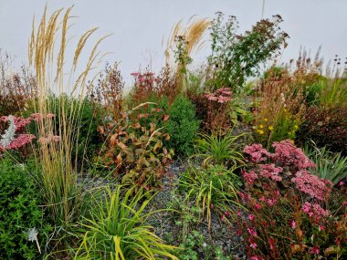 ornamental flowerbed with perennials and stones made of gray granite, mulched pebbles in the city garden, prairie, ornamental grass, terrace by the pool mulching pebble, purple, white clipart