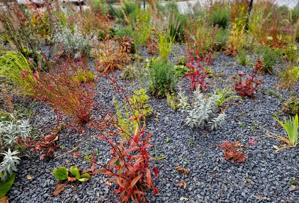 stock image ornamental flowerbed with perennials and stones made of gray granite, mulched pebbles in the city garden, prairie, ornamental grass, terrace by the pool mulching pebble, purple, white