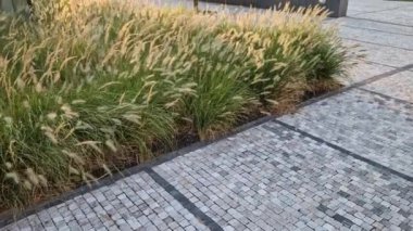 Çakıl taşı gezinti güvertesi, rüzgarda mısır tarlaları gibi sallanan süslü çim çiçeklerinden bir yatak olan tenli monokurni boyunca uzanır. Modern gökdelenli iş bölgesi