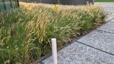 Çakıl taşı gezinti güvertesi, rüzgarda mısır tarlaları gibi sallanan süslü çim çiçeklerinden bir yatak olan tenli monokurni boyunca uzanır. Modern gökdelenli iş bölgesi