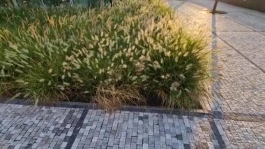 Çakıl taşı gezinti güvertesi, rüzgarda mısır tarlaları gibi sallanan süslü çim çiçeklerinden bir yatak olan tenli monokurni boyunca uzanır. Modern gökdelenli iş bölgesi