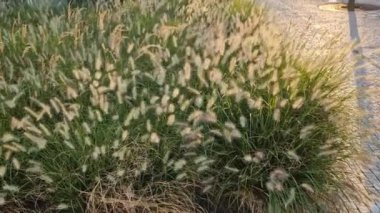 Çakıl taşı gezinti güvertesi, rüzgarda mısır tarlaları gibi sallanan süslü çim çiçeklerinden bir yatak olan tenli monokurni boyunca uzanır. Modern gökdelenli iş bölgesi