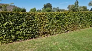 Bahar mevsiminde yeşil çalılar hafif gövdelere ve geniş dallara izin verilirse bahçenin çevreden doğal olarak ayrılması kuraklığa dayanabilir. 