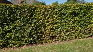 Bahar mevsiminde yeşil çalılar hafif gövdelere ve geniş dallara izin verilirse bahçenin çevreden doğal olarak ayrılması kuraklığa dayanabilir. 