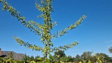 Petiolate leaves grow in bundles on strongly shortened twigs. The leaf blade is flat, wedge-shaped, divided by a notch into two lobes, with a fan-shaped vein. Foliage foliage has vascular bundles
