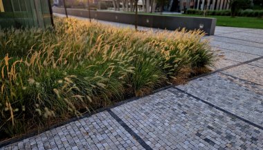 the cobblestone promenade is along the buff  bed of ornamental grass flowers waving in the wind like cornfields. business district with modern skyscraper clipart