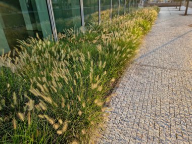 the cobblestone promenade is along the buff  bed of ornamental grass flowers waving in the wind like cornfields. business district with modern skyscraper clipart