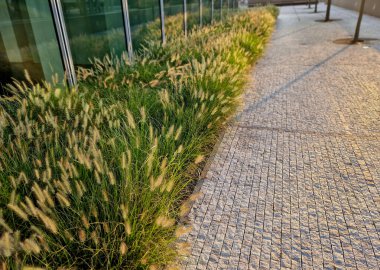 Çakıl taşı gezinti güvertesi, rüzgarda mısır tarlaları gibi sallanan süslü çim çiçeklerinden oluşan bir yatak üzerindedir. Modern gökdelenli iş bölgesi