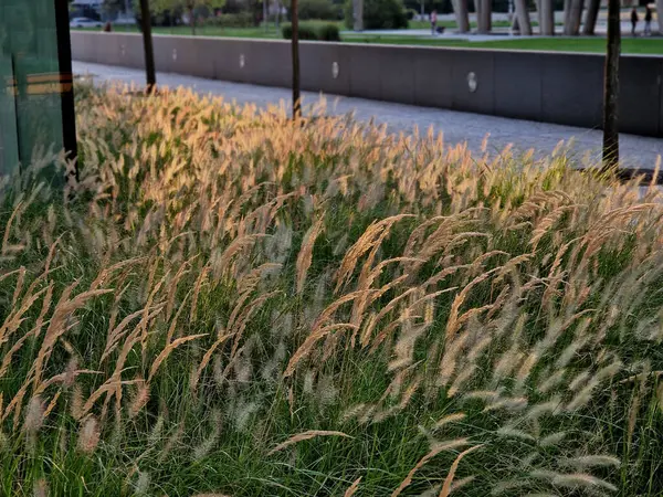 stock image the cobblestone promenade is along the buff  bed of ornamental grass flowers waving in the wind like cornfields. business district with modern skyscraper