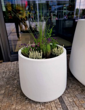 Ağacın kökünü saksıya bağlamak için hazırlık. Cam ofis binasının girişindeki beyaz konik bir saksıya daimi tohumlarla karıştırılmış. Reddedilmeye karşı bağlan