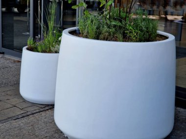 Ağacın kökünü saksıya bağlamak için hazırlık. Cam ofis binasının girişindeki beyaz konik bir saksıya daimi tohumlarla karıştırılmış. Reddedilmeye karşı bağlan