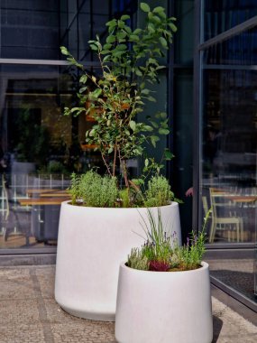 Ağacın kökünü saksıya bağlamak için hazırlık. Cam ofis binasının girişindeki beyaz konik bir saksıya daimi tohumlarla karıştırılmış. Reddedilmeye karşı bağlan