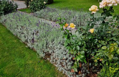 Boxwood çitlerinden yapılmış tarihi bir bahçede kesilmiş çiçek tarhı kareleri. Kalenin avlusu kaldırım taşı patika yolu boyunca donmuş buz sıraları, kar yeşil çimenler sarmaşık, sarmaşık, sarmaşık, sarmaşık, üst