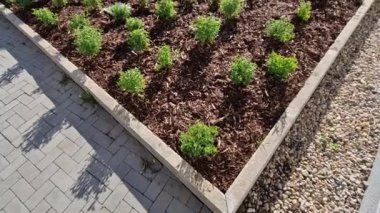 Sokaktaki çiçek tarhındaki sarı yapraklı alçak çalılar, küre şeklinde. Küçük, küresel bir çalı oluşturur. Bu düşük yaprak döken çalı çok yavaş büyüyor. Yapraklar küçük, basit ve tırtıklı.