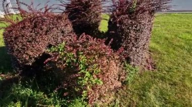 Küreler ve düz örtüler şeklinde kesilmiş çalıların renkli çörekleri. Kırmızı, sarı ve kahverengi yapraklar şehir meydanındaki yeşil çimlerle tezat oluşturuyor.