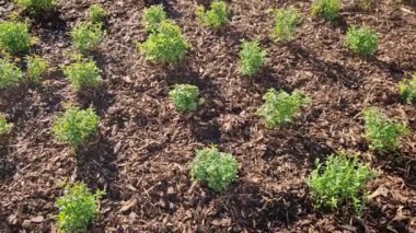 Sokaktaki çiçek tarhındaki sarı yapraklı alçak çalılar, küre şeklinde. Küçük, küresel bir çalı oluşturur. Bu düşük yaprak döken çalı çok yavaş büyüyor. Yapraklar küçük, basit ve tırtıklı.