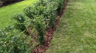 Pyracantha (ateş dikenli) çekici portakal meyveleri ve rahim yağmuru. Pyracantha coccinea portakal renkli ateş dikenli çit, halka açık parktaki çit ya da duvar için mükemmel. Dikdörtgen şeklindeki satırlar