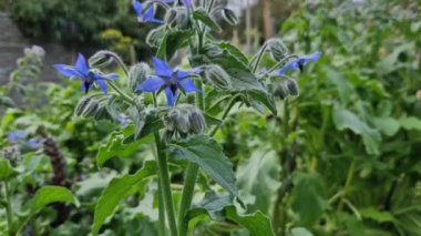 Tohumlar kullanılıyor. Borage bitkisi gerekli yağ ve silisyum asidi içeriyor. Taze boraj C vitamini bakımından zengindir. Tohumda bir sürü garnalinolenik asit vardır. Gerekli yağ salgını etkiler. 
