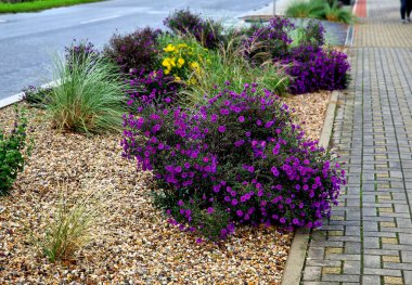 Sonbahar çiçekleri, uzun ömürlü otlar ve siyah taş kaldırımlı bir meydanda, granit kaldırımlar, sonbahar mor sarı astıcılar ve şehir parkının kaldırım kenarında adaçayı ile süslenmiş süslü otlar.