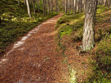 Kayalık bir vadide taş yontulmuş ve toprak malzemesi ile ormandaki merdivenler. Sıkıcı ormandan geçen kumlu yollar