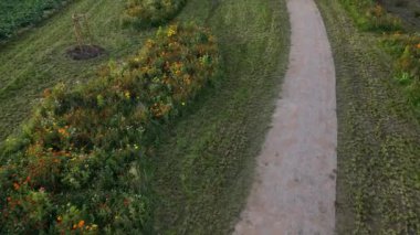 Kelebekler için çiçek çayırı karışımı. Bahçıvan, böceklerin biyolojik çeşitliliğini destekleyen mozaik adaları biçiyor.