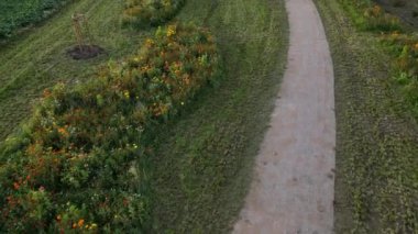 Kelebekler için çiçek çayırı karışımı. Bahçıvan, böceklerin biyolojik çeşitliliğini destekleyen mozaik adaları biçiyor.