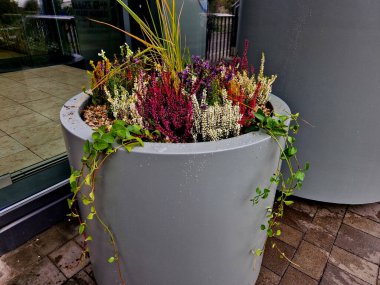 Ağacın kökünü saksıya bağlamak için hazırlık. Cam ofis binasının girişindeki beyaz konik bir saksıya daimi tohumlarla karıştırılmış. Reddedilmeye karşı bağlan