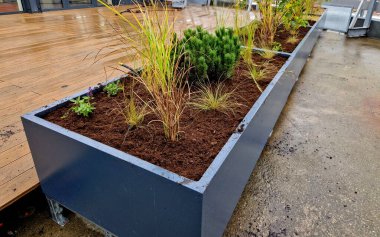 Tahta bir terasta gri plastikten yapılmış kendi kendine sulandırıcı kaplar otlar ve cüce formunda çam ağaçları ekilmiş. Duvarda bir sıra dikdörtgen çiçek saksısı.