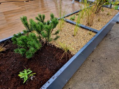 Tahta bir terasta gri plastikten yapılmış kendi kendine sulandırıcı kaplar otlar ve cüce formunda çam ağaçları ekilmiş. Duvarda bir sıra dikdörtgen çiçek saksısı.