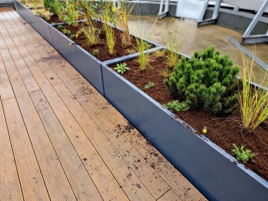 Tahta bir terasta gri plastikten yapılmış kendi kendine sulandırıcı kaplar otlar ve cüce formunda çam ağaçları ekilmiş. Duvarda bir sıra dikdörtgen çiçek saksısı.