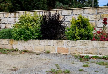 Kum taşı bloklardan bir duvar. Yükselen duvar renkli kırmızı çalıları ve süslü yaprakları olan bir çiçek yatağıdır.