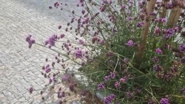 Mor üst mine, kümelenmiş mine, Arjantin mine, uzun mine ya da güzel mine, her yıl çiçek açan bir bitki olarak yetiştirilen mine familyasının bir üyesidir..