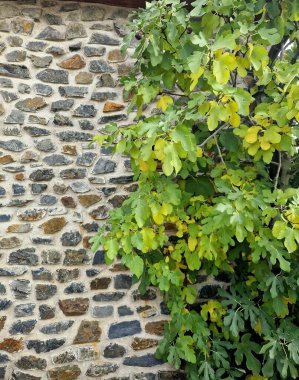 Bu figür, Batı ve Güney Asya ile birlikte Akdeniz Bölgesi 'ne özgü, çiçek açan küçük bir ağaç türü olan yenilebilir meyvedir. Çok uzun zaman oldu.