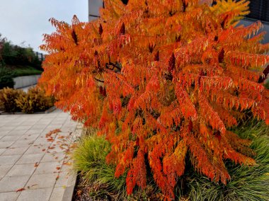 Sonbaharda Sumac, yaprakları parlak sarı, turuncudan kırmızıya olduğunda. Aynı zamanda koni meyveleri olgunlaşıyor ve Temmuz ayı sonundan itibaren pembemsi kırmızıya dönmeye başlıyorlar. Kış boyunca, düş