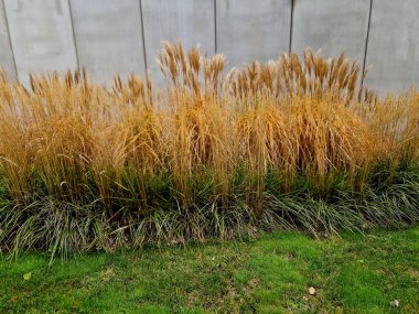 Süslü çiçek tarhı. Gri granitten yapılmış taşlar, şehir bahçesinde saman taşları, çayır, süs otları, havuz kenarında teras, çakıl taşı, mor, beyaz...
