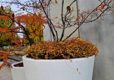 deeply cut, bright grass green with pinkish-purple new twigs and stalks. In the autumn they turn to orange-gold. Due to its unique shape and form it is ideal as a palm tree substitute clipart